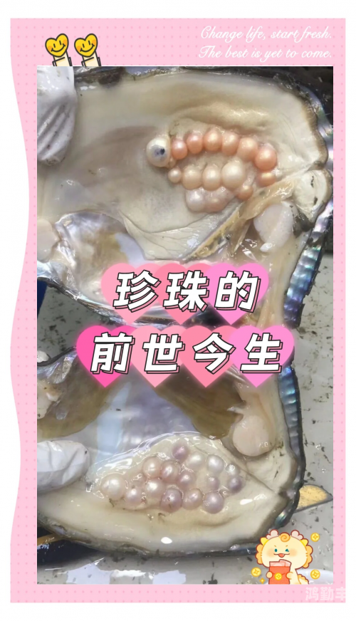 出珍珠的海螺渔民意外捞海螺现珍珠——海洋之宝的传奇故事-第3张图片