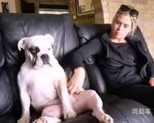 欧美人与动物交配的影片——如何看待这一现象？