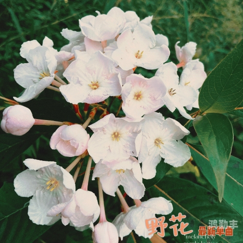 野花高清在线观看视频6野花高清在线观看视频的探索之旅-第3张图片