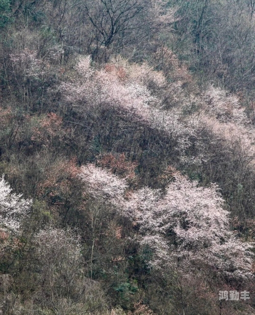 桃花影院电视剧在线播放探索黄石王赞的魅力之旅-第2张图片