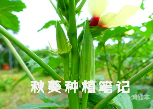 秋葵app在线观看免费秋葵app，在线观看免费的精彩体验