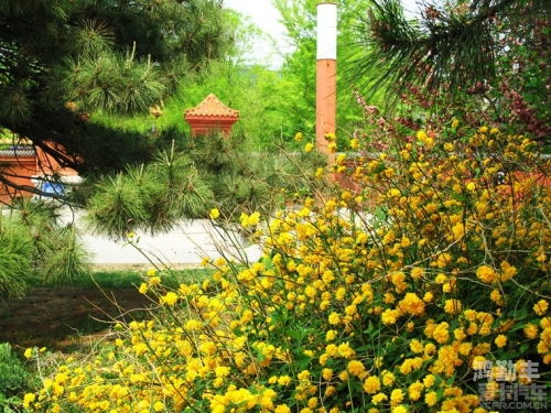 野花香社区，在线视频观看的全新体验-第1张图片