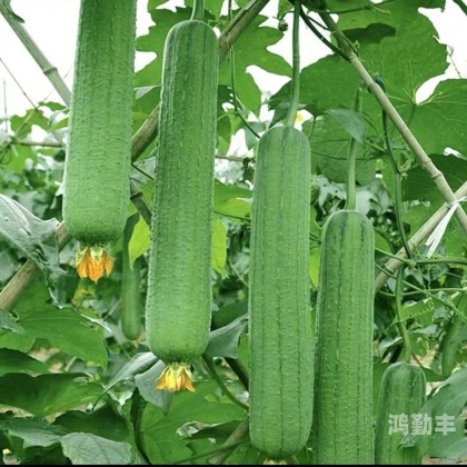 国产高清精品软件丝瓜软件下载国产高清精品软件——丝瓜软件，引领新时代的视觉体验-第1张图片