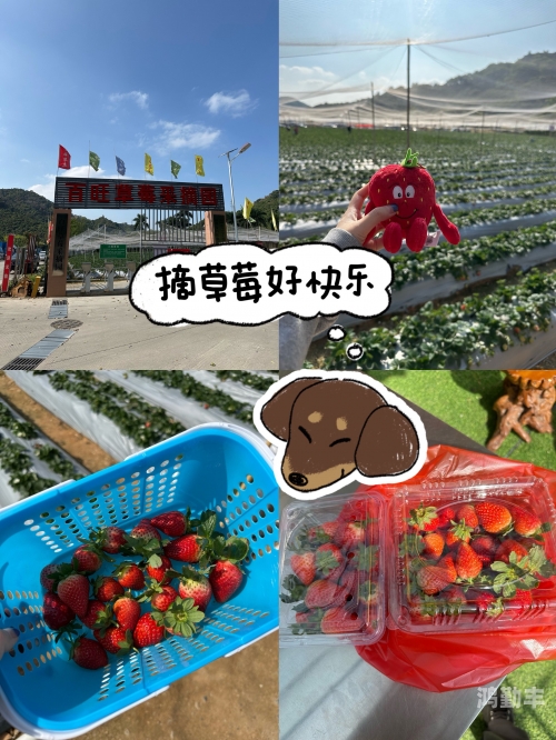 草莓app免费下载在线草莓app免费下载，畅享生活新体验