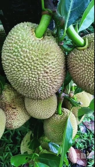 菠萝蜜视频免费观看高清完整视频菠萝蜜视频，免费观看高清完整视频的便捷体验