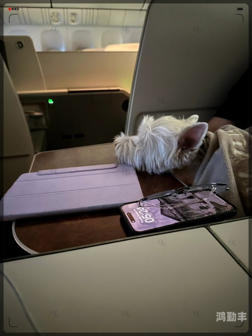 意大利人猿泰山，一段跨越时空的冒险之旅-第2张图片
