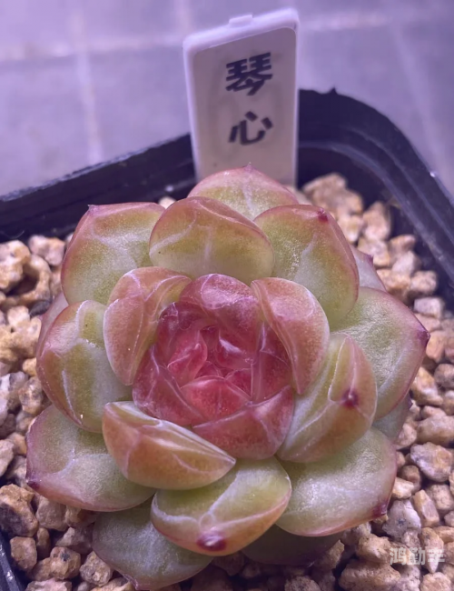 心灵之花是什么花心灵之花何处多