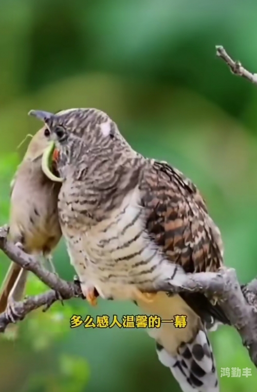 恋老 老头的大鸟恋老情结下的探索，老头的大鸟