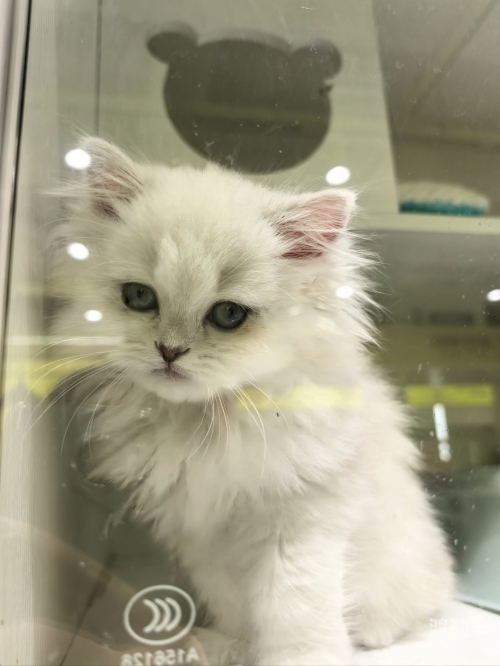 猫咪视频app不小心删了有人有吗探索猫咪视频APP，一个充满乐趣与互动的宠物世界-第1张图片
