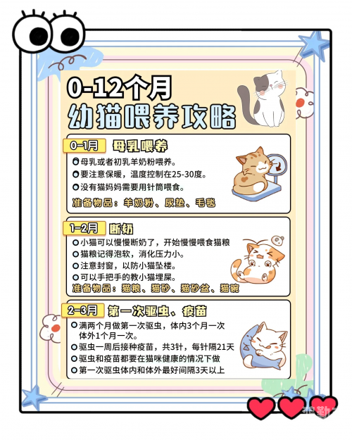 新版猫咪，轻松探索，即时互动——目前地址入口全解析