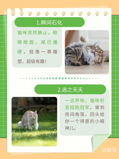 新版猫咪，轻松探索，即时互动——目前地址入口全解析-第2张图片