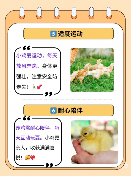 小学体检查小鸡最简单处理小学体检查小鸡，一次难忘的成长体验