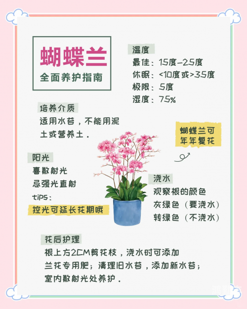探索花蝴蝶的魅力，在线资源指南-第2张图片