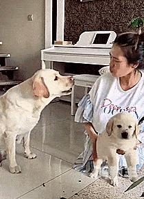 关于大狗与人类性行为的探讨-第2张图片