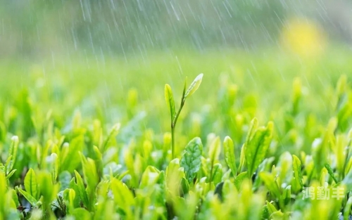 春雨电影大全免费观看在线播放探索多波野的奥秘-第2张图片