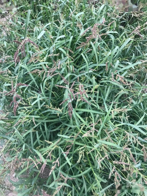 绑定挨草系统后绑定挨草系统后的新体验-第1张图片