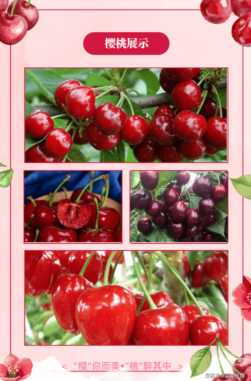 樱桃视频.app下载旧网站免费大全樱桃视频.app下载旧版本 - 免费获取与使用指南-第3张图片
