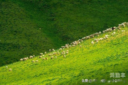 忘忧草wyc.la，一抹绿色的心灵慰藉