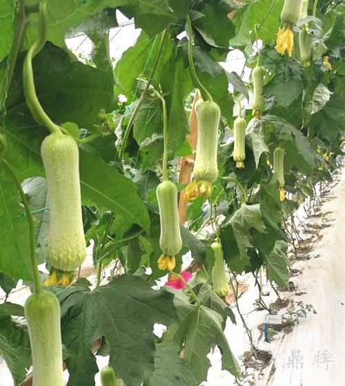 草莓视频、丝瓜视频与在线观看视频的魅力-第1张图片