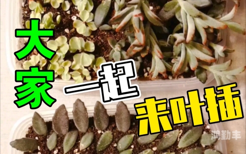 在床上的72种扦插方法关于老师与兔子的温馨故事-第1张图片