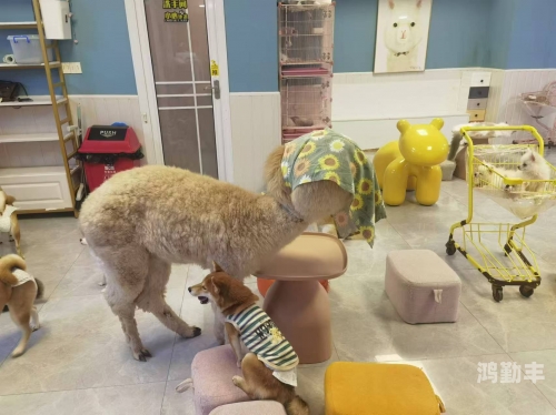 被自己家狗狗C了一天被自己家狗狗C了一天的真实经历-第1张图片