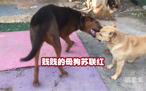 女人与强壮大公狗交配的探讨