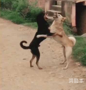 女人与强壮大公狗交配的探讨-第2张图片