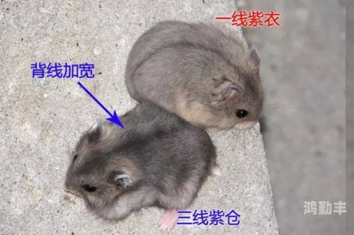 日本精品一线二线三线区别在哪日本精品一线、二线、三线，区别与解读-第2张图片