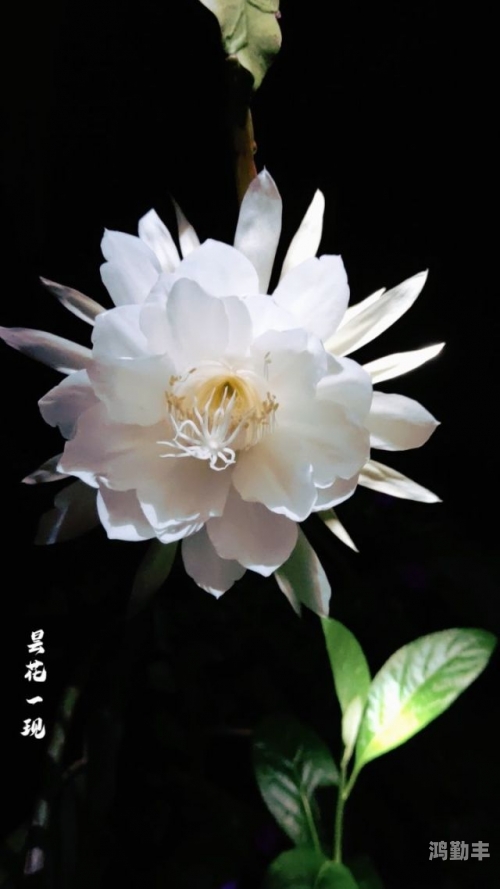 久久伊人，一段永恒的美丽传说-第2张图片