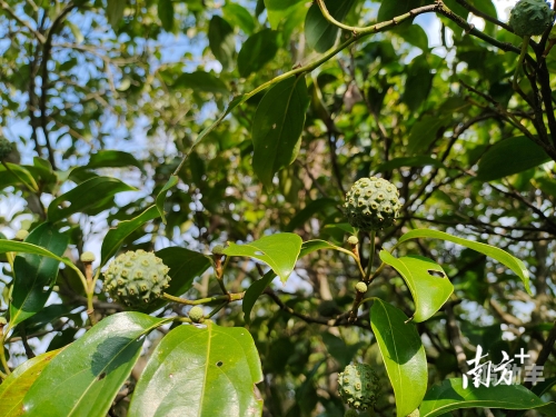 米脂荔枝，一颗果实的独特魅力-第1张图片