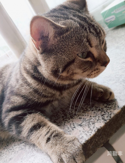 TV猫，家庭娱乐的新宠-第2张图片