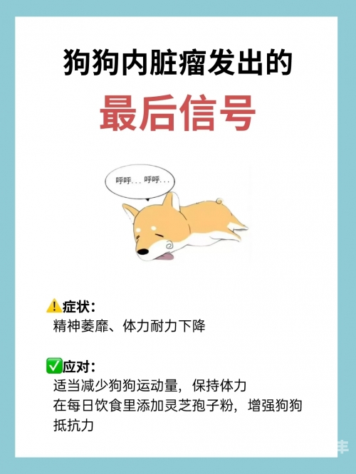 狗狗太大了会撑坏的小说警惕狗狗饮食过度，狗狗太大了会撑坏的风险-第2张图片