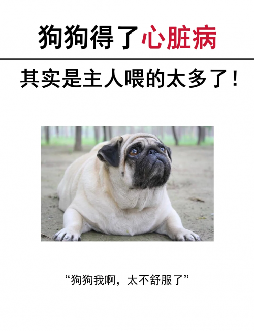 狗狗太大了会撑坏的小说警惕狗狗饮食过度，狗狗太大了会撑坏的风险