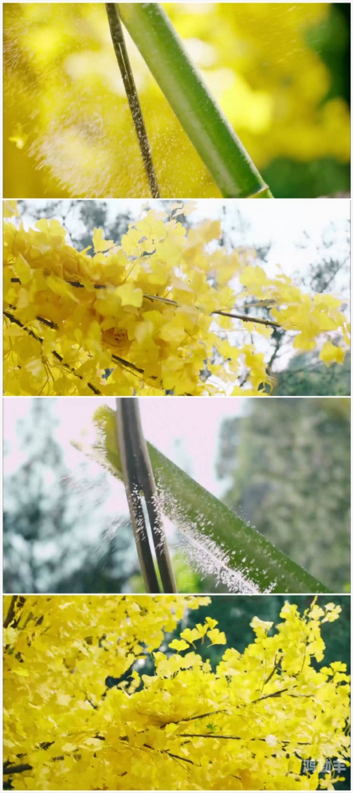 银杏视频在线观看免费完整电视剧探索爱你啪福利导航的奇妙世界-第3张图片