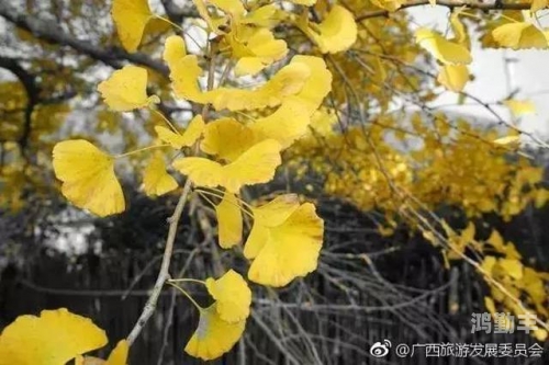 银杏视频在线观看免费完整电视剧探索爱你啪福利导航的奇妙世界-第1张图片
