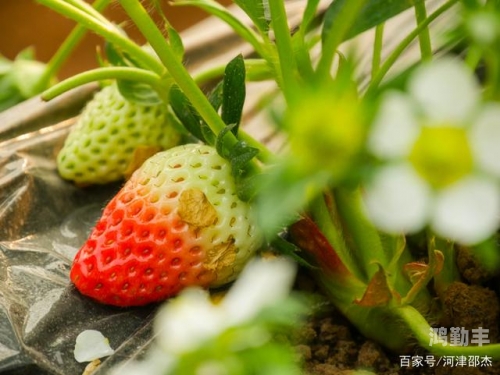 勇敢迈开腿，让我倾听你的小草莓声音