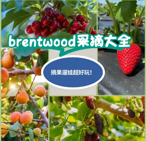 樱桃视频app最新地址在线观看樱桃视频APP最新地址的探索与发现-第2张图片
