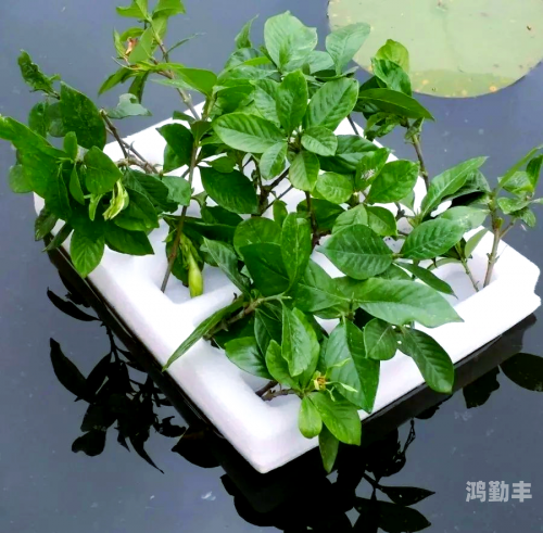 在床上的72种扦插方法探索两根一起进去疼拔出来就不疼了的奥秘