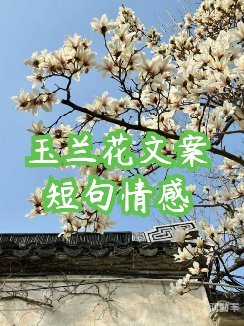 玉女桃花轻蜜粉是正规还是仿玉女桃花轻蜜粉K03，妆点美丽，绽放自然魅力