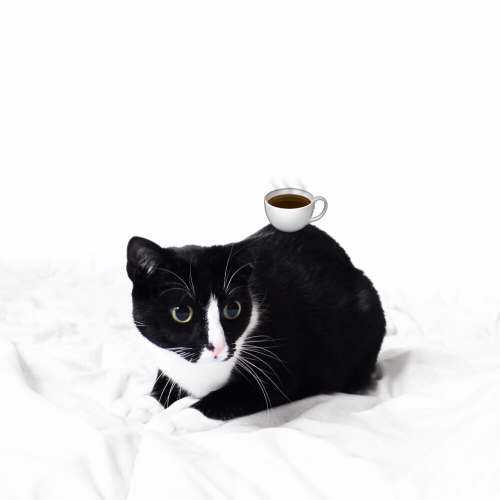 猫咪最新破vip解版下载猫咪APP的非法破解行为与网络安全的重要性-第2张图片