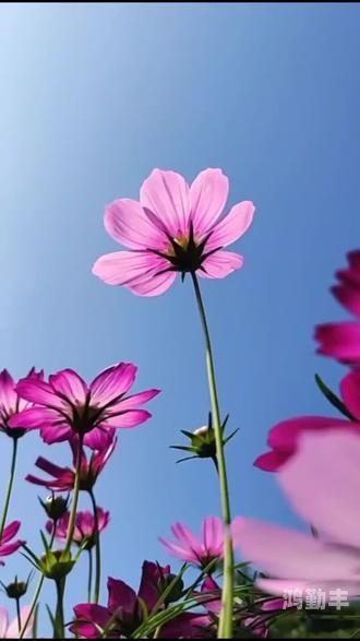 春暖花开有你论坛首页春暖花开，有你相伴——论坛首页的温暖与力量-第3张图片
