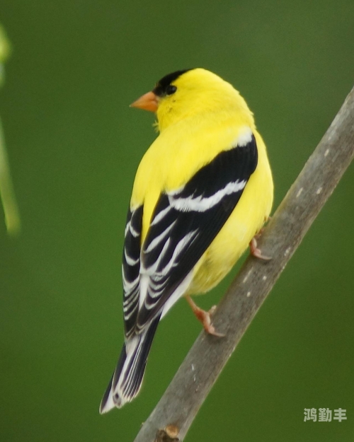 nature on display in american zoos欧美风尚中的zooskool与knotty元素——猪的奇妙之旅-第3张图片