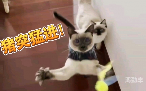 国产无遮挡猛进猛出免费软件国产无遮挡软件，猛进猛出，免费体验的魅力-第2张图片
