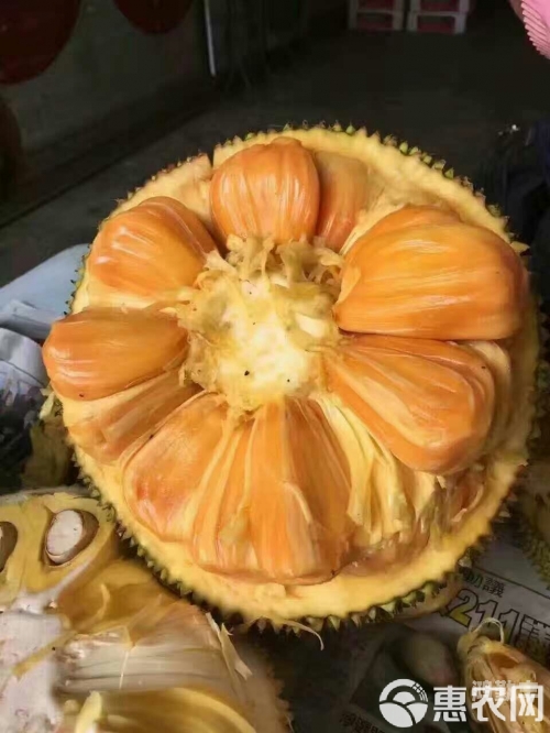菠萝蜜夜间视频HD菠萝蜜与夜间视频的探索-第3张图片
