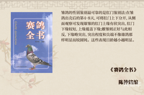 鸽子走路为何总在点头，探究背后的原因