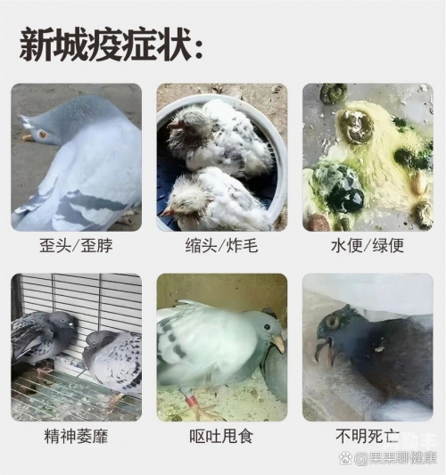鸽子走路为何总在点头，探究背后的原因-第3张图片
