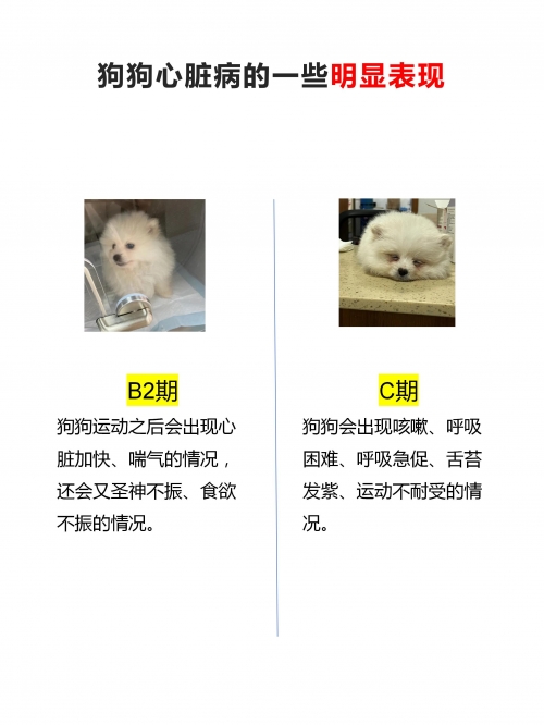 一边伸舌头一边快速喘气一边伸舌头一边快速喘气的背后，一种身体语言的解读-第3张图片