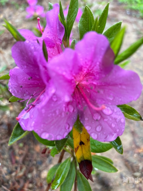 几天不见怎么啦雨后的世界，几天不见，怎么这么湿？-第1张图片