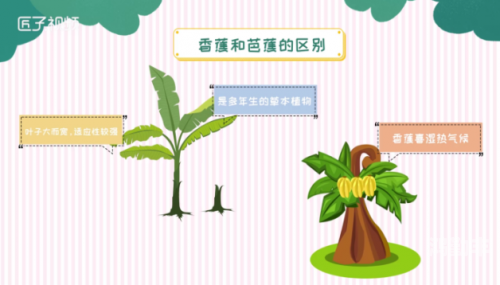 香蕉大人与芳草青青的奇妙之旅-第1张图片