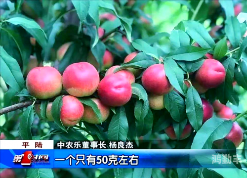 桃子移植桃子移植的奥秘与探索